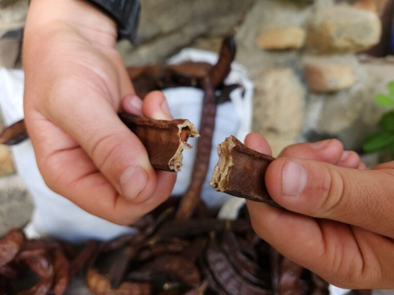 The Health Benefits of Carob